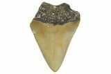 Bargain, Juvenile Megalodon Tooth - Serrated Blade #361738-1